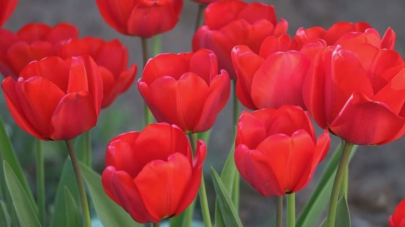 y-nghia-hoa-tulip-3