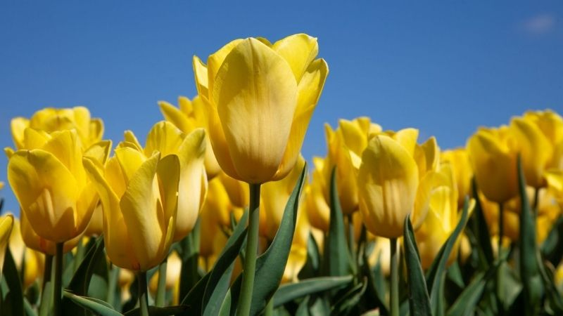 y-nghia-hoa-tulip-4