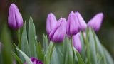 Nguồn gốc và ý nghĩa hoa tulip theo từng màu sắc hoa khác nhau
