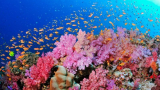 San hô là động vật hay thực vật ? Ăn gì, lợi ích và vai trò của san hô